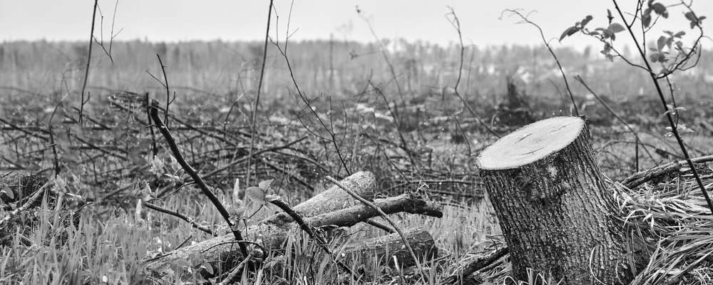 madera-controlada-nobosque