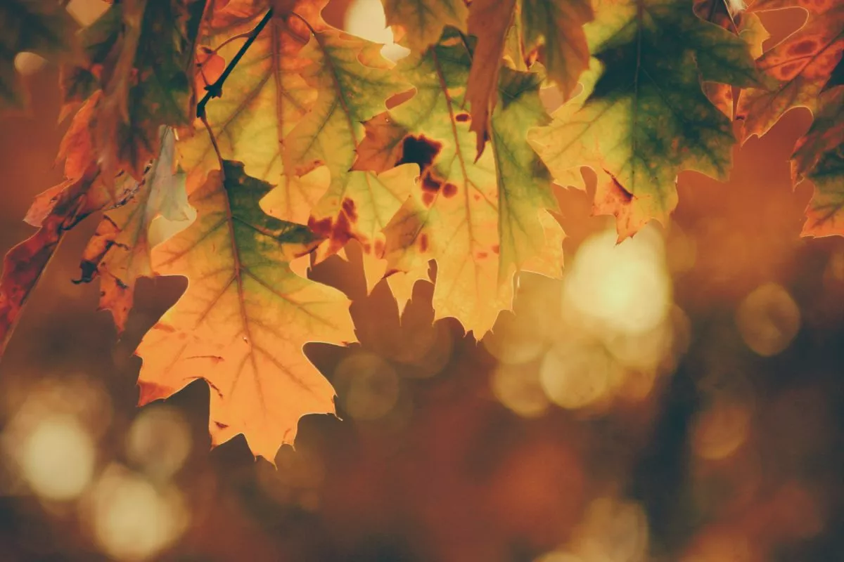 BIENVENIDO OTOÑO