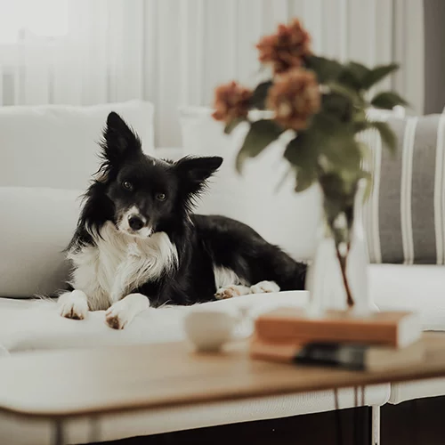 tejidos-petfriendly-01